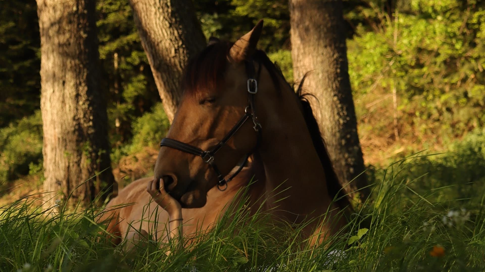 Ruhendes Pferd im Gras am Waldrand im Abendlicht — Therapie Pura Vida